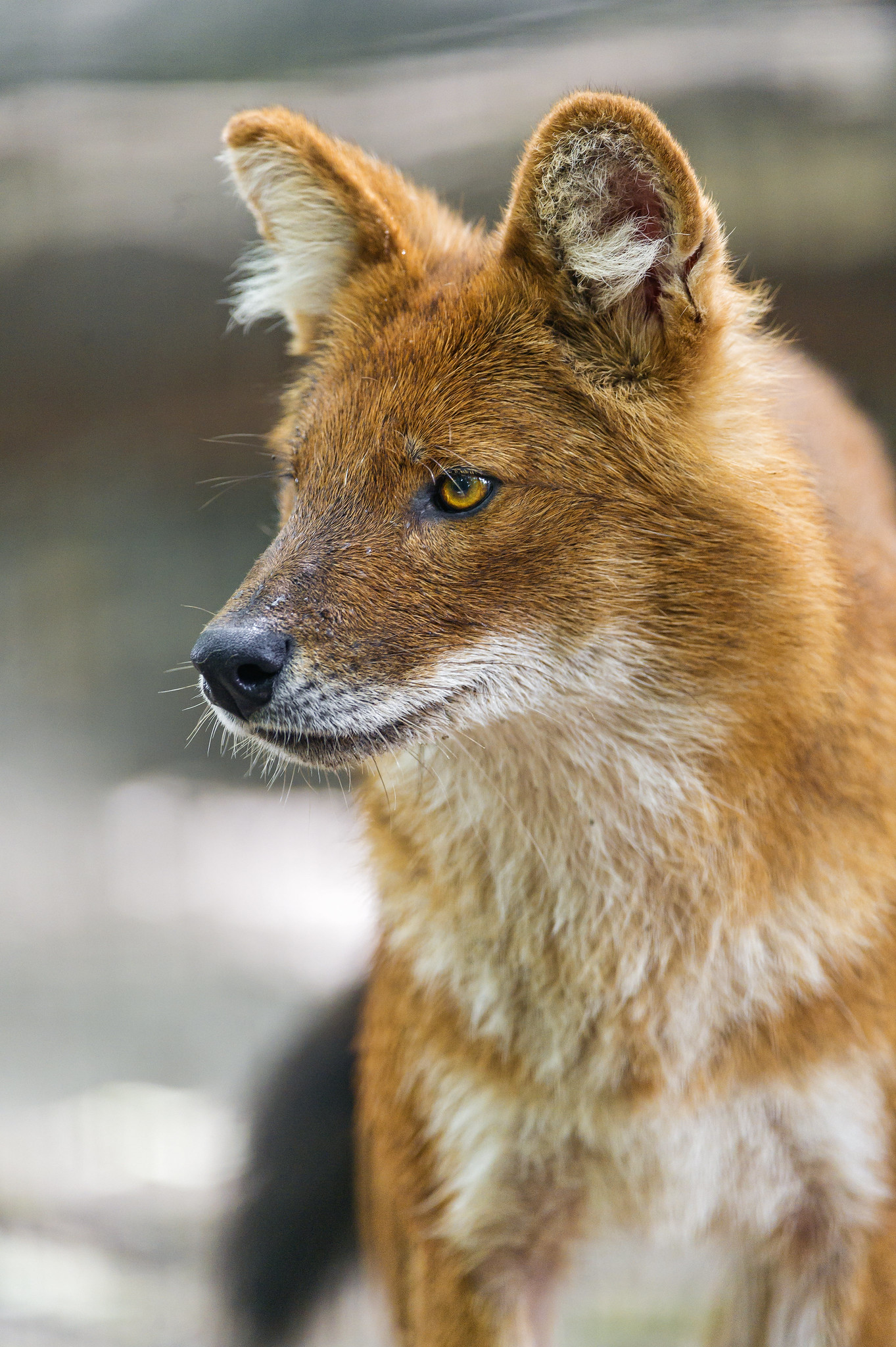 Image of a dhole